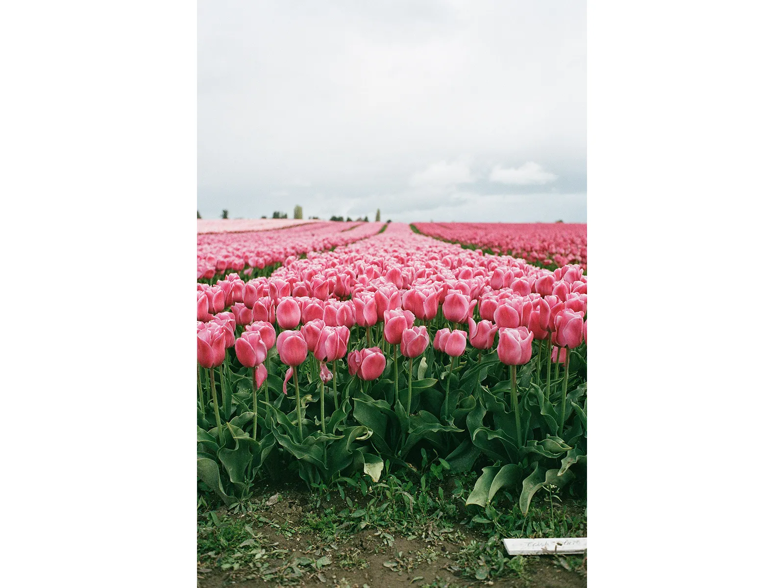 Photo by Alyssa Fernandez