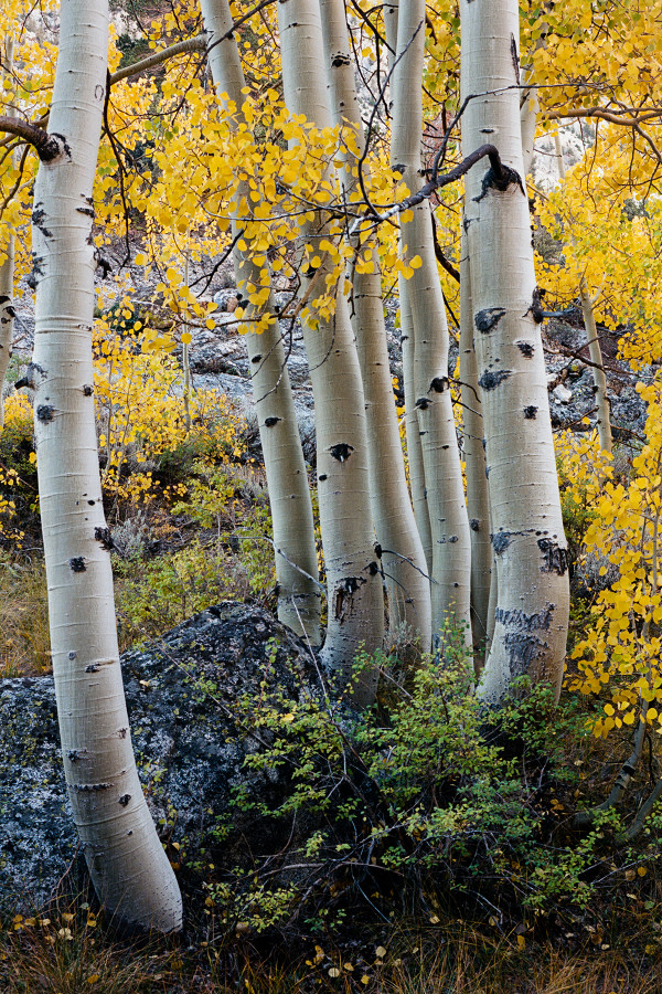 Photo by Calvin Chiu Ektar 100