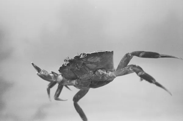 Photo de Barney Smith